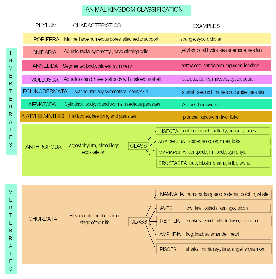 animal kingdom classification chart