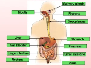 labelled diagram of digestive system