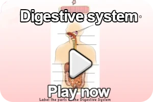 digestive system game image