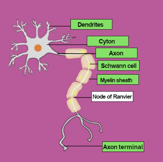 labelled diagram of axon