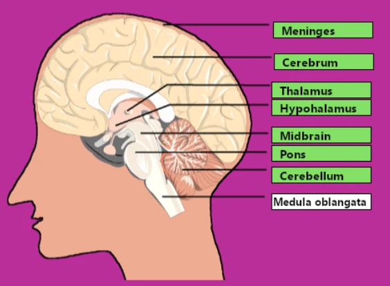 labelled diagram of brain