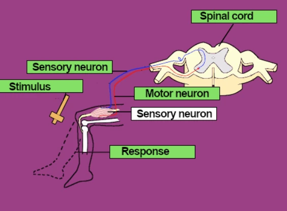 labelled diagram of reflex arc