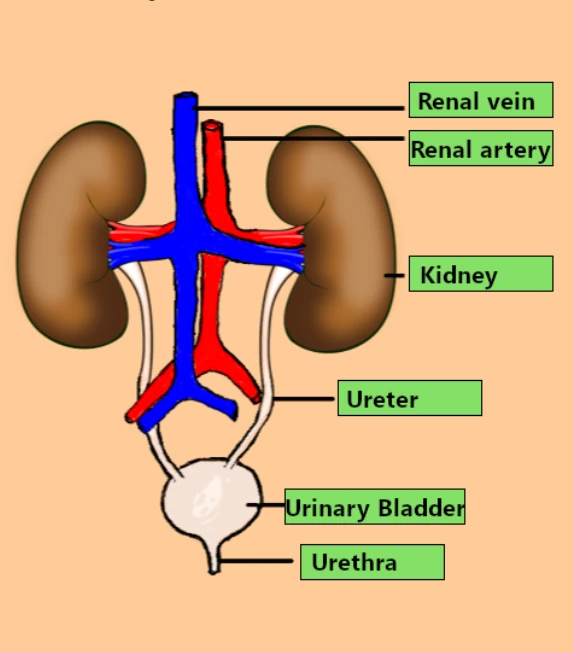 labelled diagram of excretory system