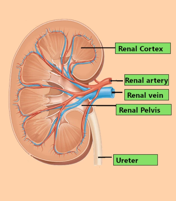 labelled diagram of kidney
