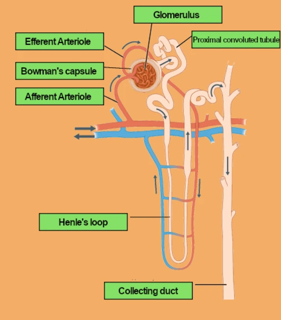 labelled diagram of nephron